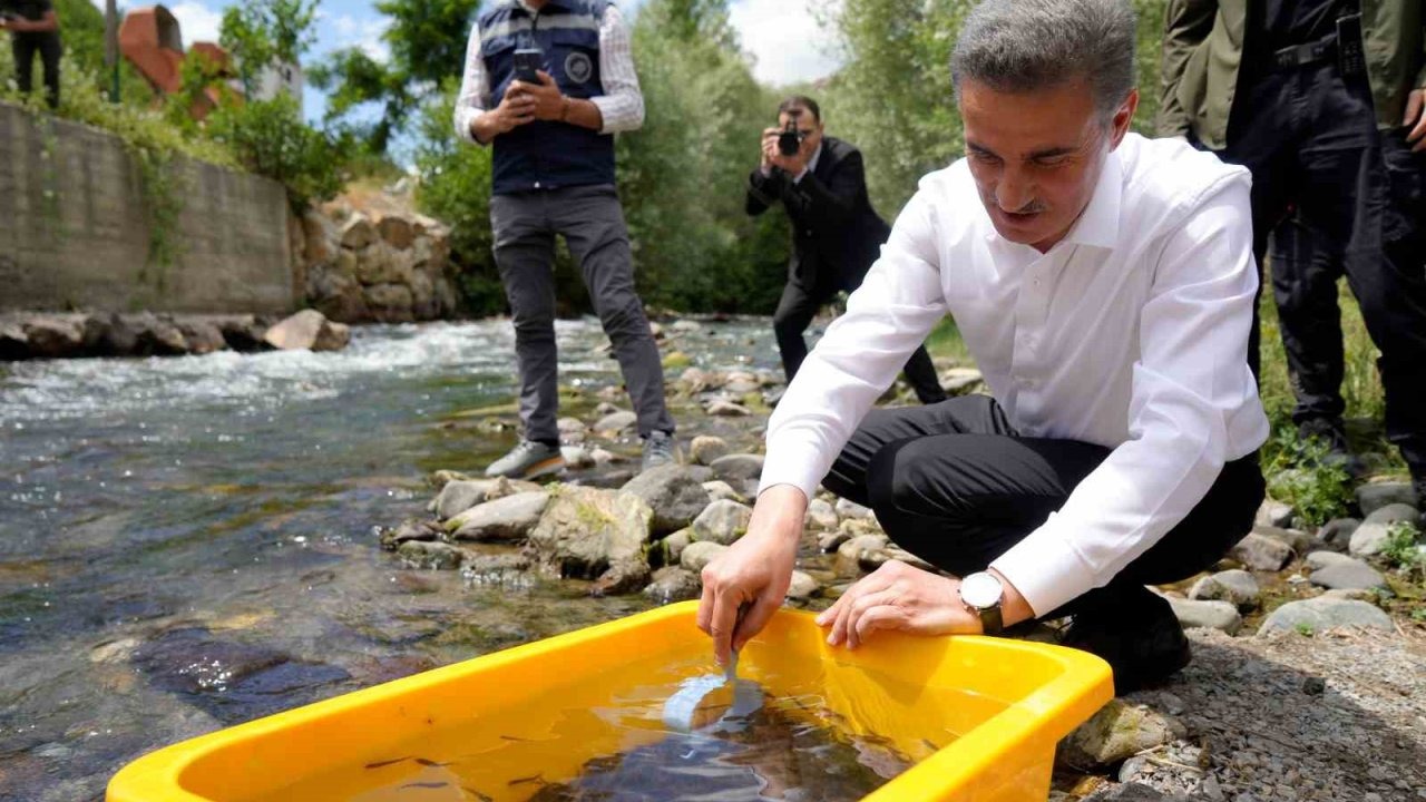 Gümüşhane’de 10 bin kırmızı benekli alabalık doğaya salındı