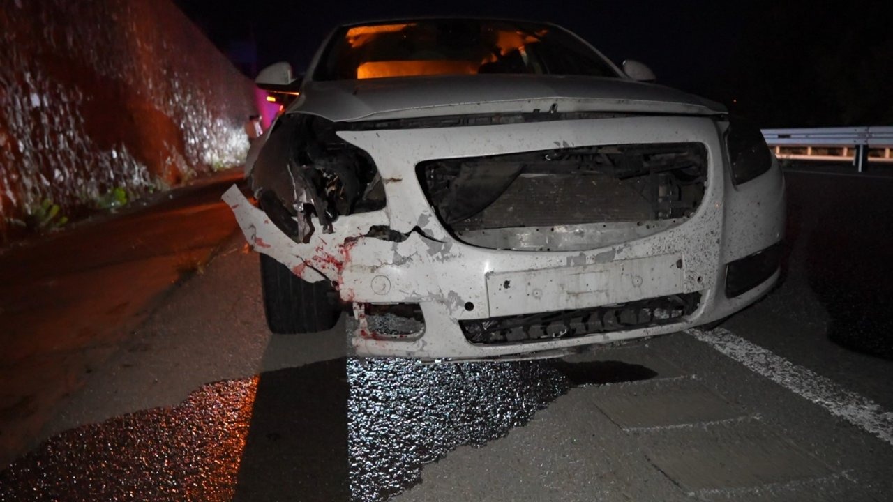 Gümüşhane’de otomobilin çarptığı ayı telef oldu