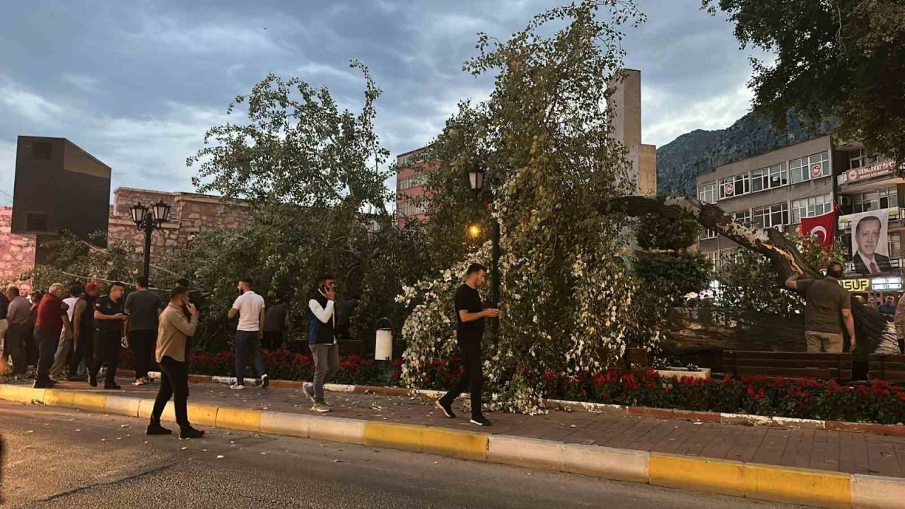457 yıllık anıt ağacı Akkavak kökünden devrildi, facianın eşiğinden dönüldü