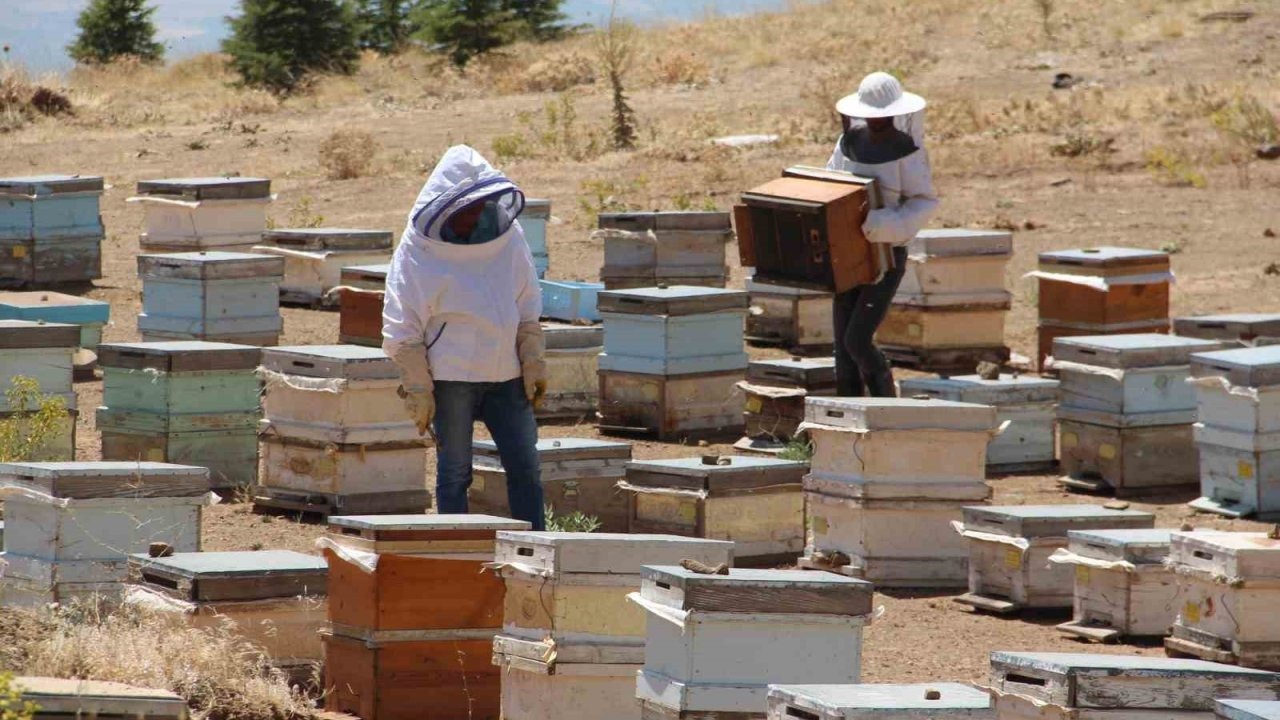 Erzincanlı arıcıların "tatlı" hasat telaşı başladı