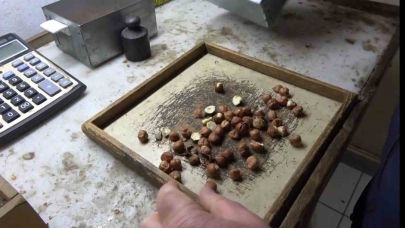 Giresunlu fındıkçıdan randımana göre fındık fiyatını hesaplayan yazılım