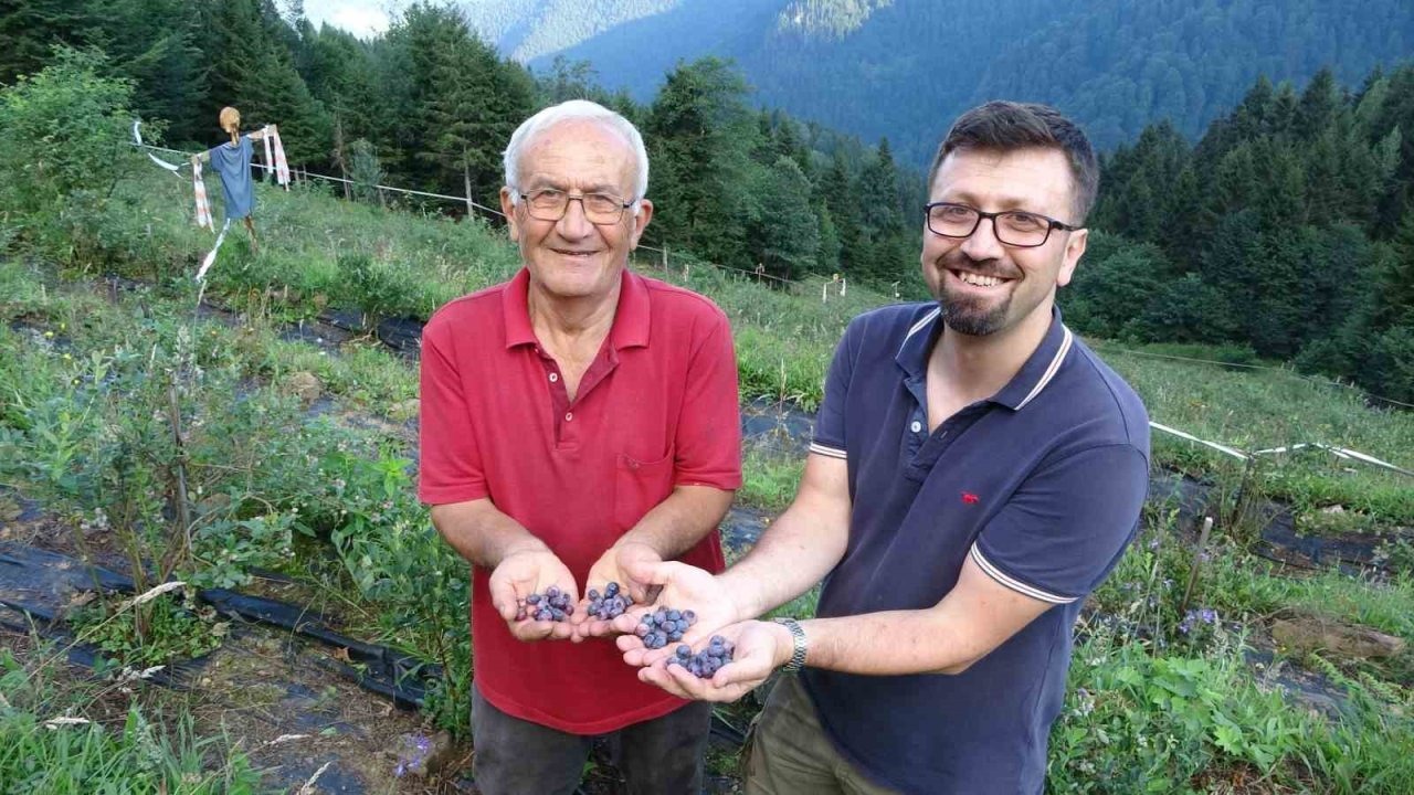Ormanların arasında bin 500 metrelik rakımda Yaban Mersini bahçesi kurdu