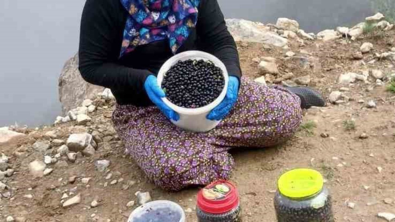 Şalpazarı yaylalarında yaban mersini bereketi