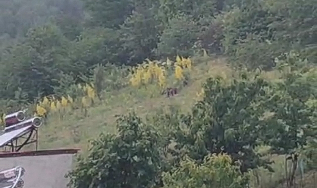 Gündüz vakti şaşırtan misafirler kameraya takıldı