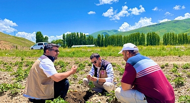 Patates tarlaları kontrol ediliyor