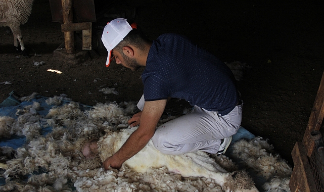 Koyunlar için serinleme zamanı...