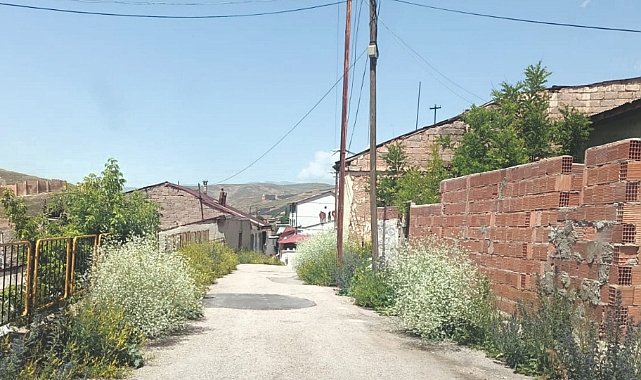 Mahalleleri ot sardı!