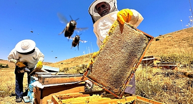 En tatlı hasat başladı