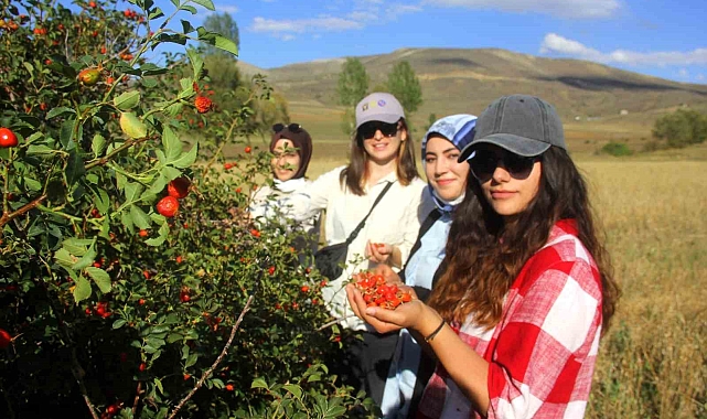 Erzincan'da kuşburnu, zorlu arazilerde toplanmaya başlandı