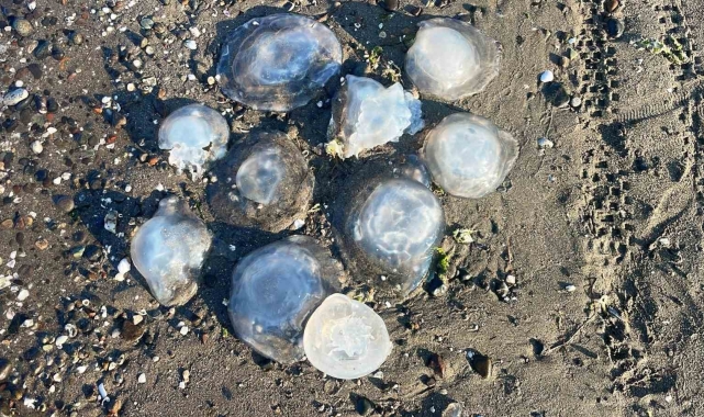 Karadeniz'deki yeni tehlike: Rhizostoma türü denizanası