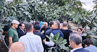 Mor patlıcan incirinde hasat