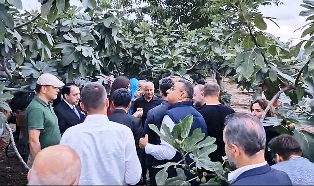 Mor patlıcan incirinde hasat
