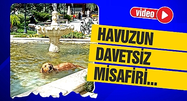 Sıcaktan bunalan köpek havuza girdi