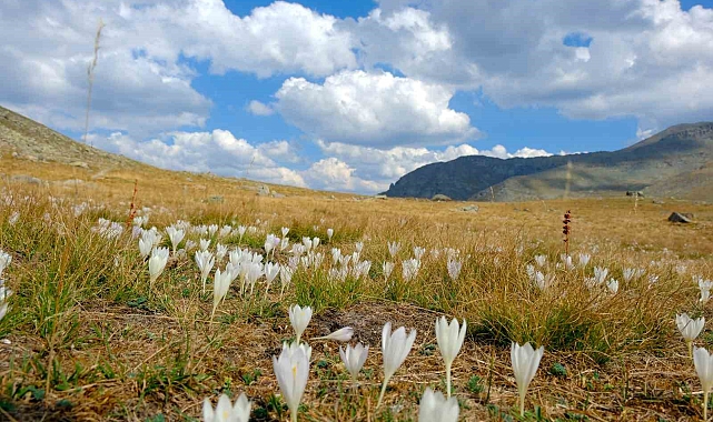 Gümüşhane dağlarında kışın habercisi "vargit" çiçekleri açtı