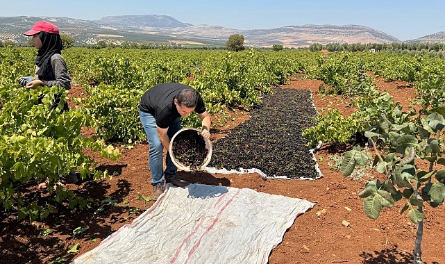 'Horoz karası üzümü'nün sofralara yolculuğu başladı