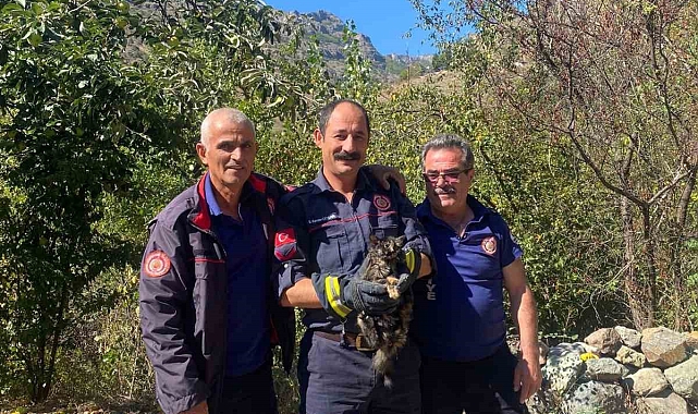 Kafasını kutuya sıkıştıran kedinin imdadına itfaiye ekipleri yetişti