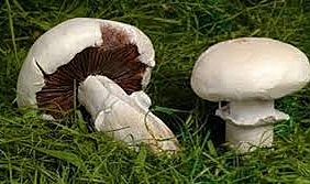 Mantar zehirlenmelerine dikkat: Vücutta kalıcı hasar bırakabiliyor