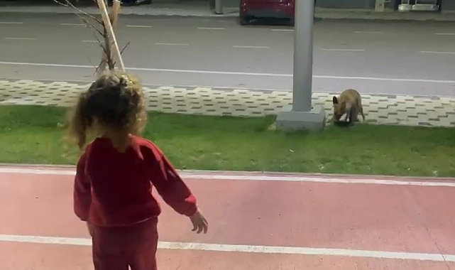 Parkta oyun oynayan çocuk, tilkiyle karşılaştı