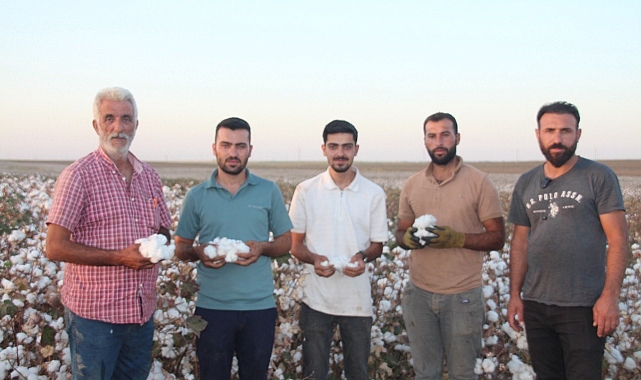 Şanlıurfa'da 'beyaz altın' hasadı başladı