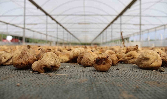 Kuru incir ihracatı 292 milyon dolara yükseldi