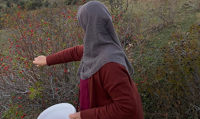 Sezonun son kuşburnuları toplanıyor