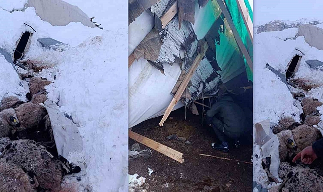 Erzincan'da hayvanların kaldığı çadır çöktü, 55 koyun telef oldu