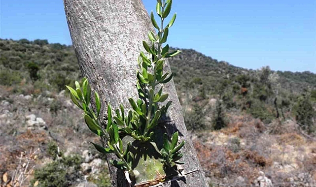Samsun'da 11 hektarlık alanda yabani zeytin aşılaması yapıldı