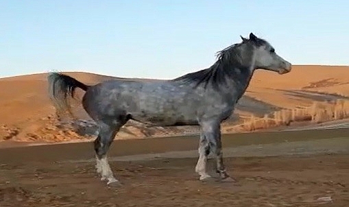 Atıyla kurduğu dostluk hayran bıraktı