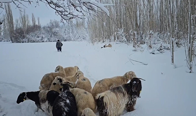 Erzincan'da karla kaplı köylerdeki besiciler zor şartlarda hayvanlarını besliyor