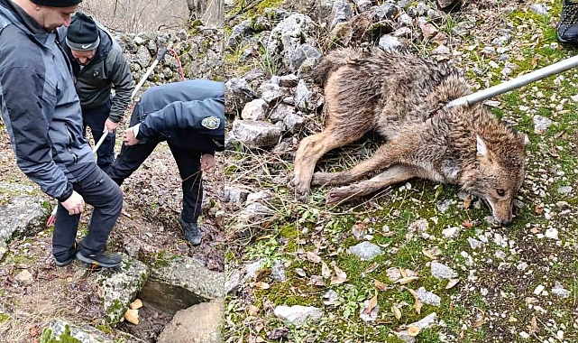 Erzincan'da yaralı kurt kurtarıldı