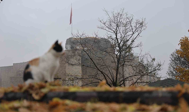 Medeniyetler beşiği Harput'ta 'kedili' manzaralar