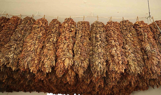 Tütün üreticisinin fiyat beklentisi 450 TL