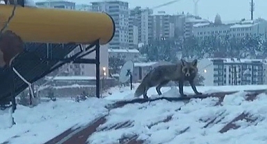 Bu defa çatıda görüldü!