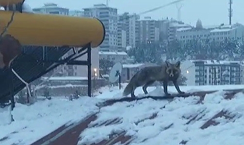 Bu defa çatıda görüldü!