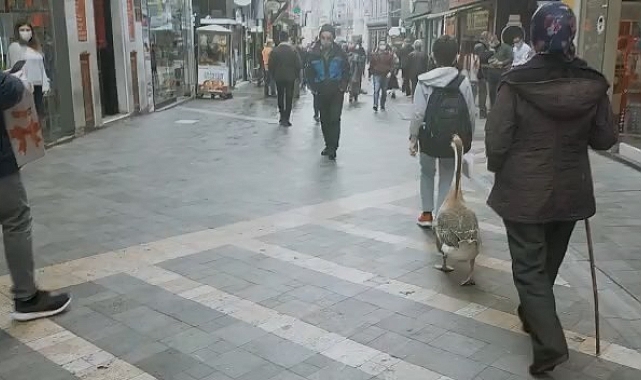 Doğu Karadeniz insanı köyündeki hayvanlarından şehir hayatında da kopamıyor
