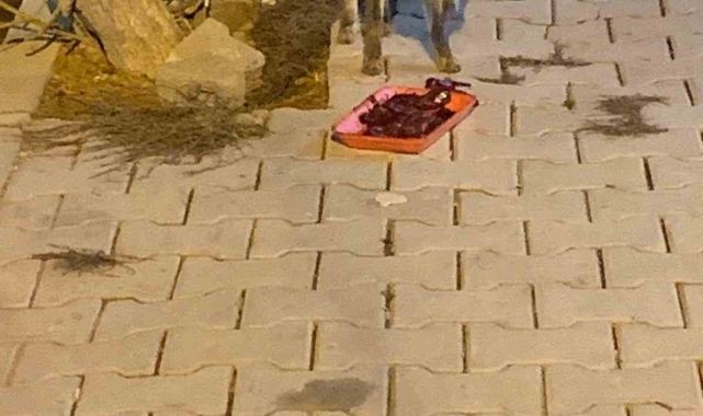 Elazığ'da aç kalan tilkiyi ciğerle beslediler
