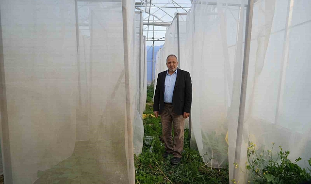 Kenevir kabinlerinde melezleme yöntemiyle yeni kenevir çeşitleri elde etmeye çalışıyorlar