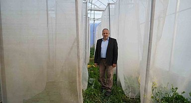 Kenevir kabinlerinde melezleme yöntemiyle yeni kenevir çeşitleri elde etmeye çalışıyorlar