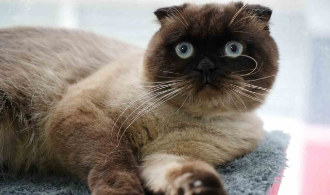 Samsun'da 6 bin 302 kedi ve köpeğe çip takıldı
