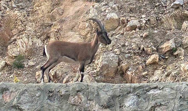 Yaban keçisini avladı, "Domates yıkıyordum" savunmasıyla şaşırttı