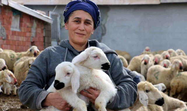 Erzincan'da koyun ve kuzuların coşkulu buluşması