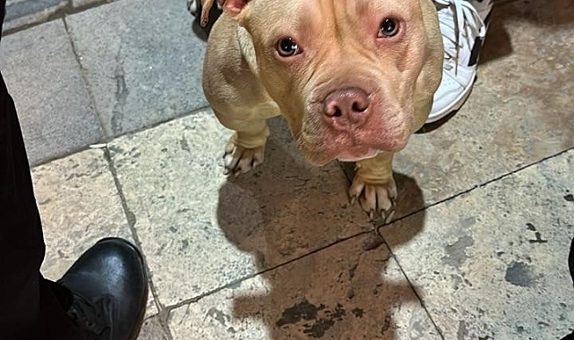 Gümüşhane'de yasaklı ırk köpek gezdiren şahsa 76 bin TL ceza