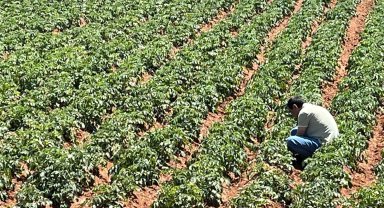 Türk girişimcilerden Sahra Çölü'nde tarım projesi