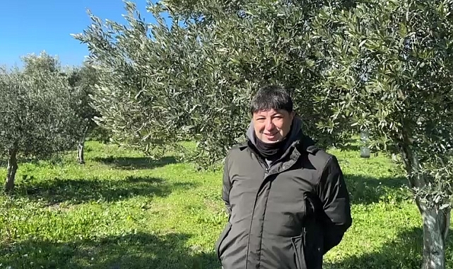 Türkiye'de soğuk hava zeytin üreticilerini sevindirdi