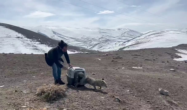 Yaralı tilki tedavisinin ardından doğaya bırakıldı