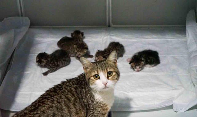 Akıllı kedi doğum için veterinere geldi