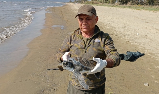 Balıkçı ağlarına takılan deniz kaplumbağası tekrar denize bırakıldı