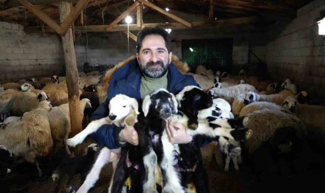 Besiciler oğlak ve kuzuları büyütme telaşında