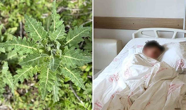 Deli bat bat otu, yanlış tüketildiğinde ciddi zehirlenmelere yol açabiliyor