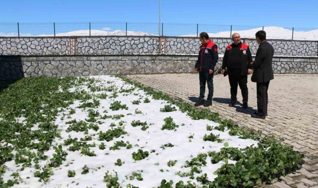 Erzincan ve ilçelerini zirai don vurdu